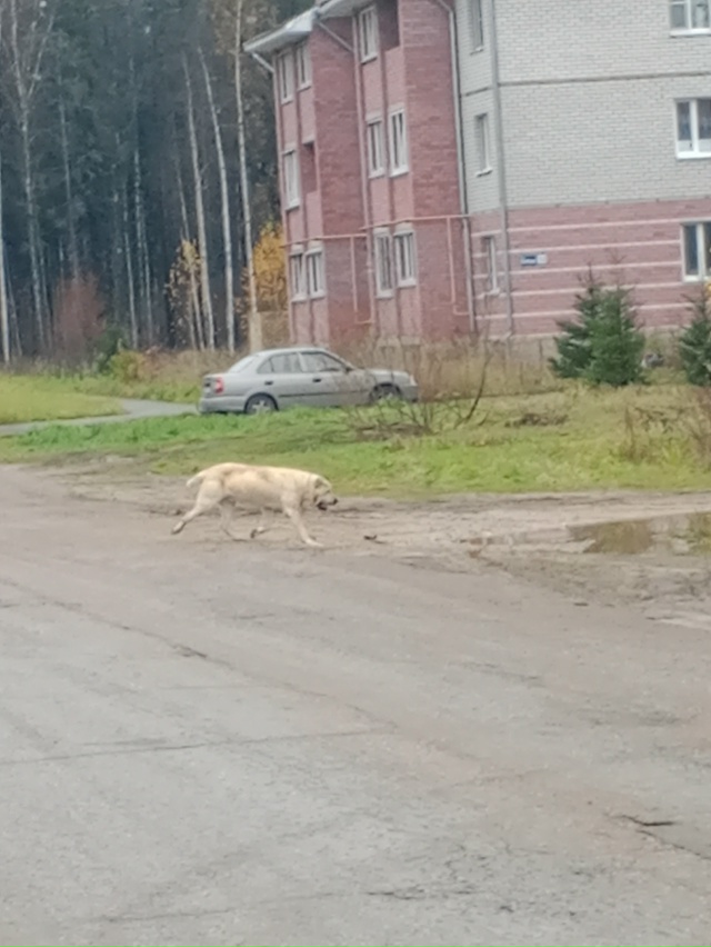 По ул. Свободы уже не первый раз бегает огромный пёс! Та...