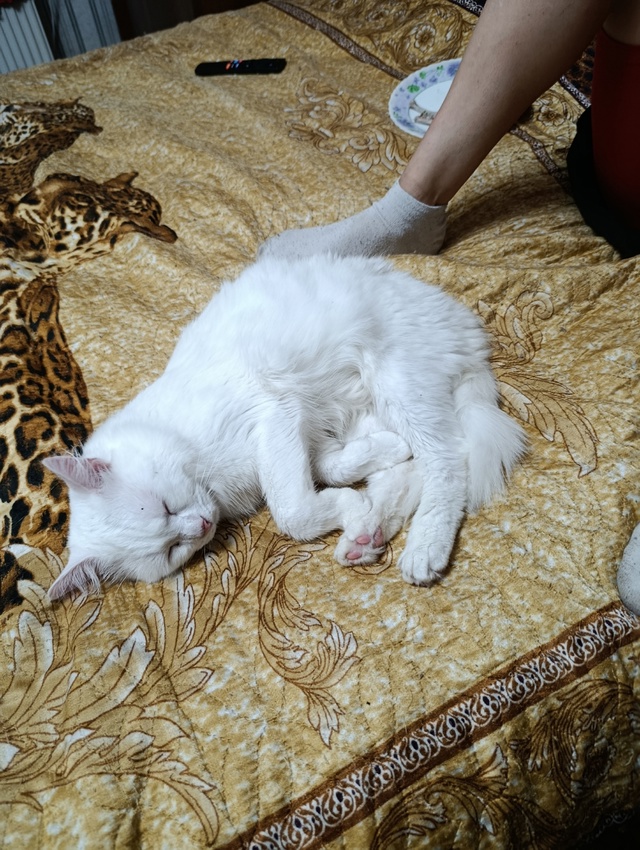 Котя месяца 3+ кот и кошка, едят всё, в лоток ходят... бат...