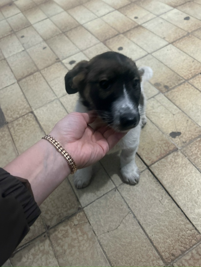 ‼️Срочно ищем дом ‼️
Сейчас на кратковременной пере?...