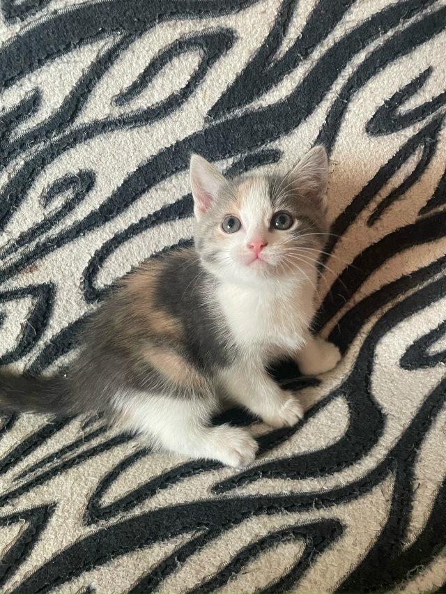 Маленькие красавцы ждут своего хозяина. 1,5 месяца, куша...