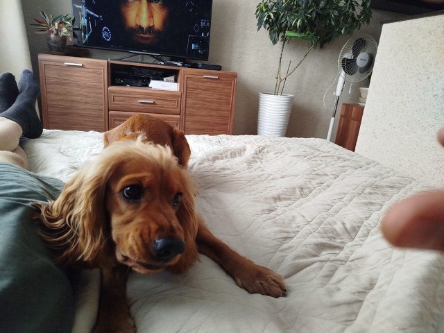 Потерялся спаниель, девочка. Убежала в районе ул. Кали...