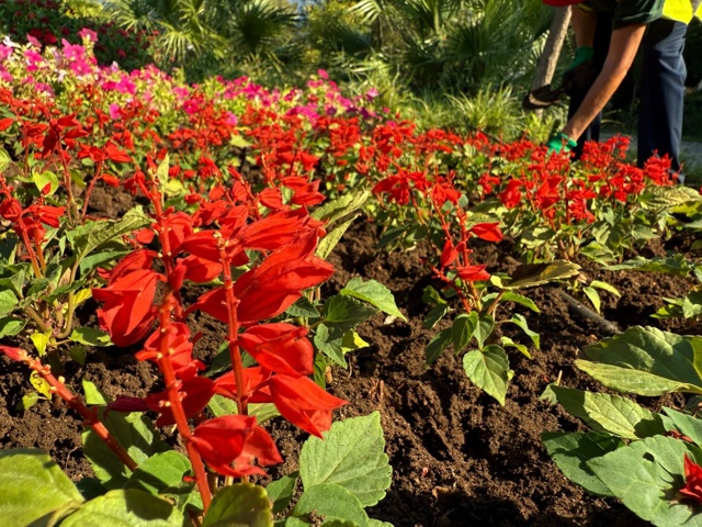🌺 В Ялте приводят в порядок клумбы к Дню города
На пло...