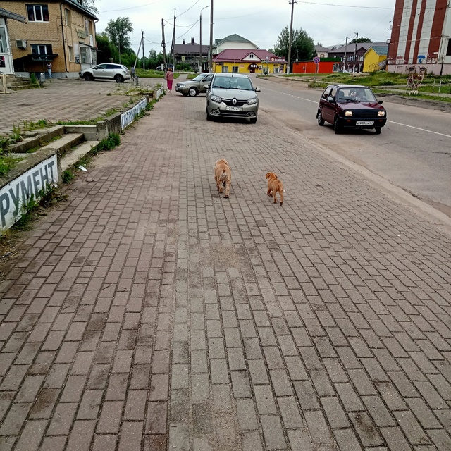 Никто не терял собачек,у взрослой ошейник,в 9.15 бежали ?...
