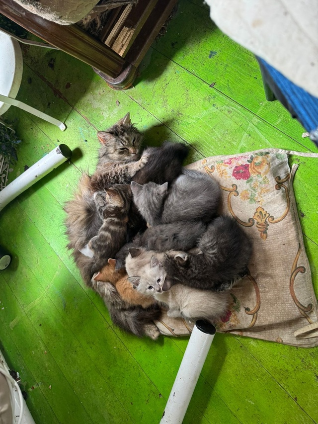 🐱Соседи-дачники бросили трех беременных кошек , кошки...