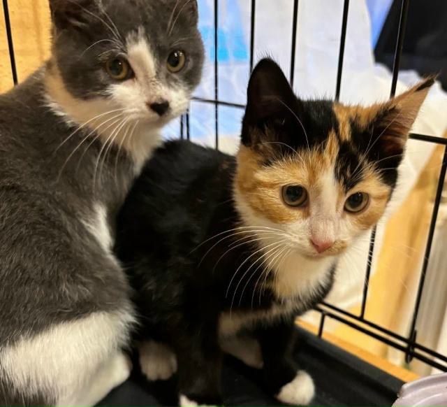 ➡️Кировск
Красивые малыши в поисках дома!!!
Две трёх ц...