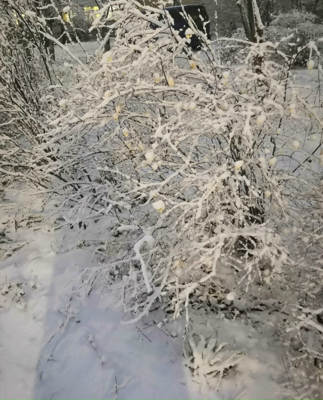 Беленько, пушистенько, красивенько......