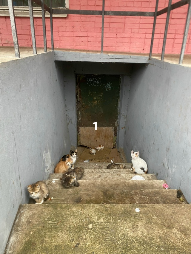 #ПотерялиНашлиПомогите
1 Нужно найти дом 7 котятам , на...