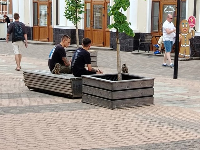 🆘КРОВАВЫЙ БИЗНЕС на крыльях! Совы умирают ради ваших ?...