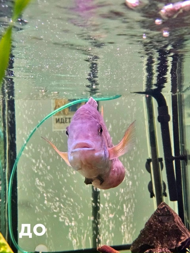 🐠 Российские ветеринары впервые сделали УЗИ рыбе
Спе...