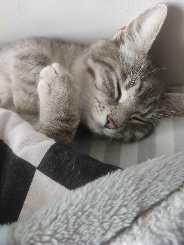 Не #мявстерская