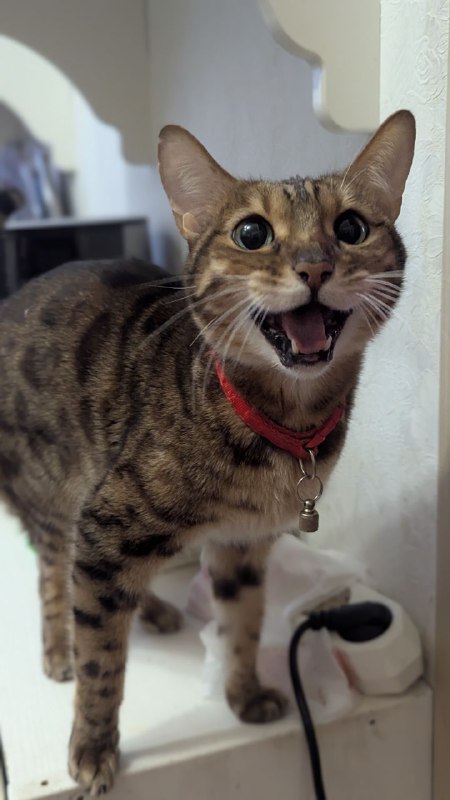 Ёпересете, горошек забыли!!!