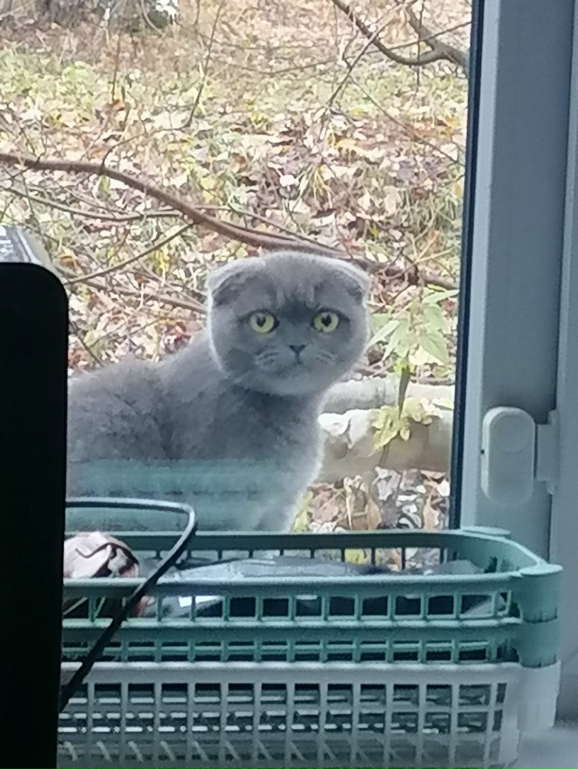 Доброго дня, пожалуйста найдитесь хозяева, котик или к?...