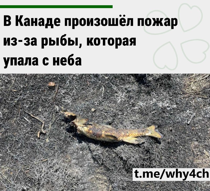 А точнее: хищная птица пролетала над полем, держа в когтях пойманную рыбу. Но добыча оказалась слишк