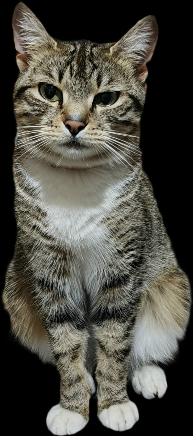 17 ноября , вечером пропала кошечка, с ошейником золотог...