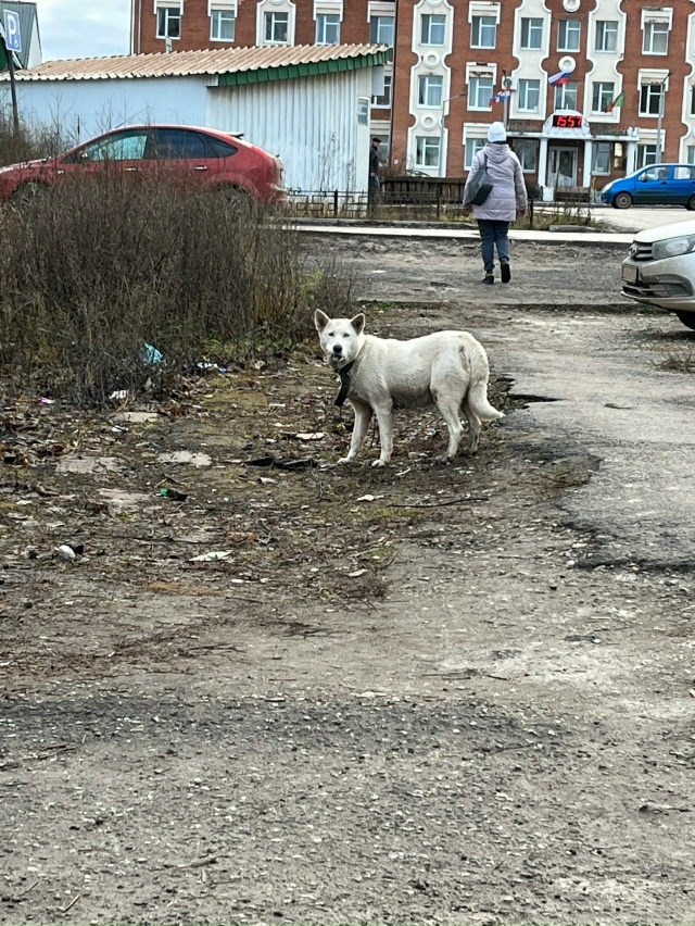 Чей пес бегает у пятерочки за второй школой?
Белый, гол...