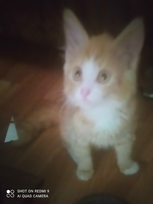 Мой любимка Маркиз в 3 и 6 мес 😻💕