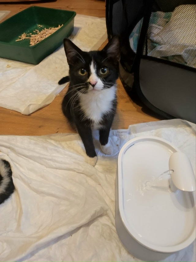 🙏Админ, напечатайте, пожалуйста, 🙏котята находятся в...