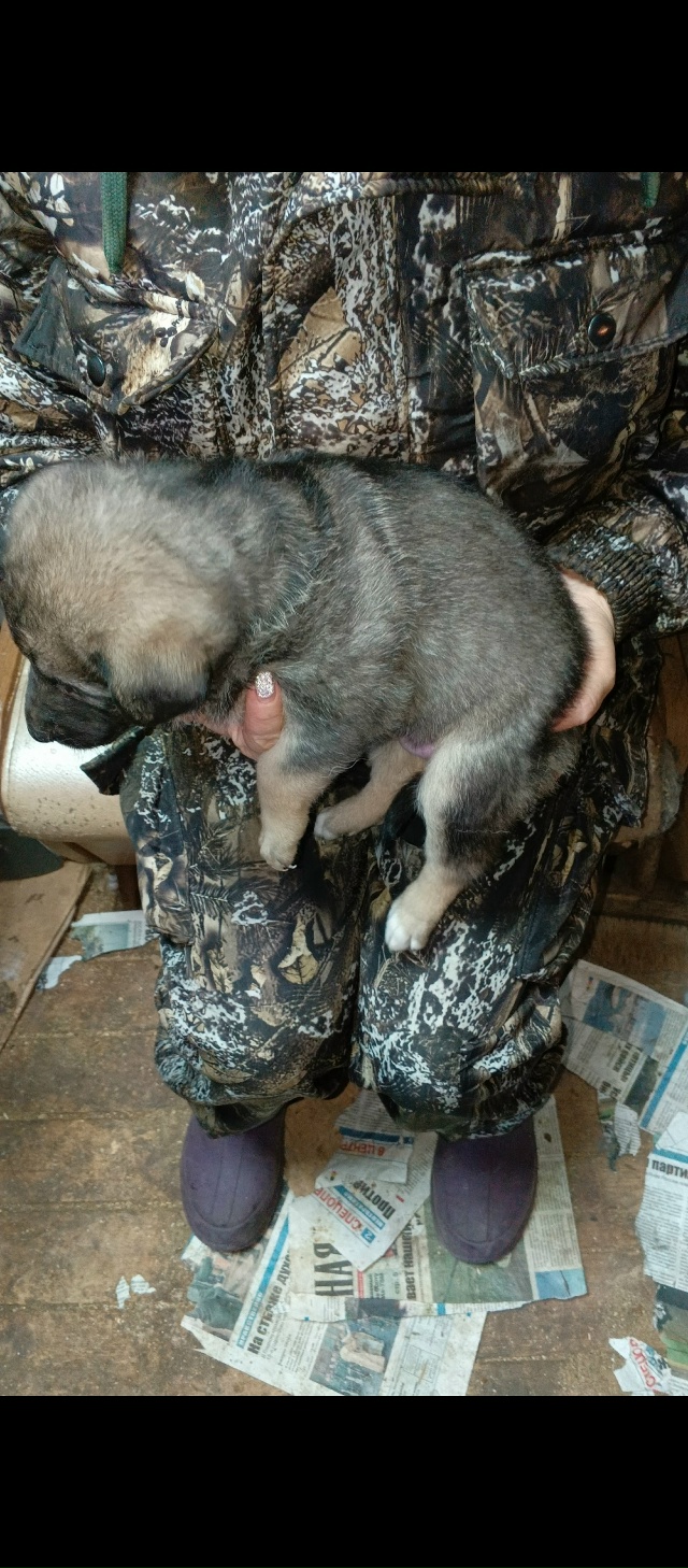 В добрые руки. Мать лайка, отец волкособ. 89041630166