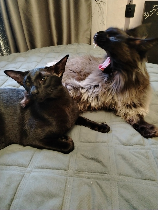 Лексус и Хаммер Ольговичи приветствуют всех 🤗🖤🖤