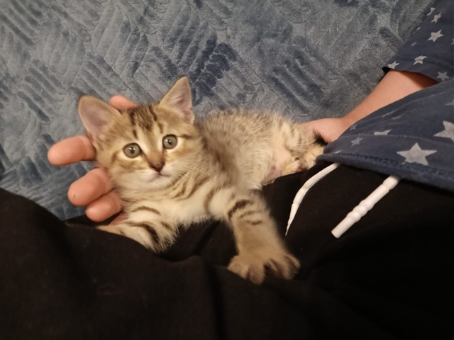 Отдам даром, девочка 7 мес, к лотку приучена
+7 911 001-31-92