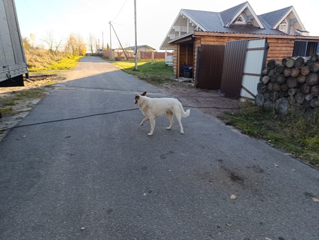 ЛО, Отрадное, к.п. Невская Отрада! 🔴‼️Чей собакен?🔴🆘...