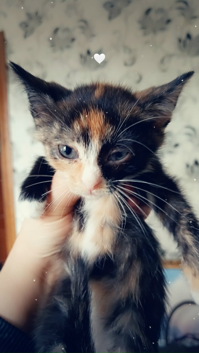 Отдам котят в добрые руки ❤️