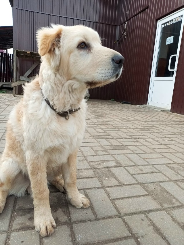 Пристраивается щенок. Кобель,4 месяца. Очень ласковый,м...