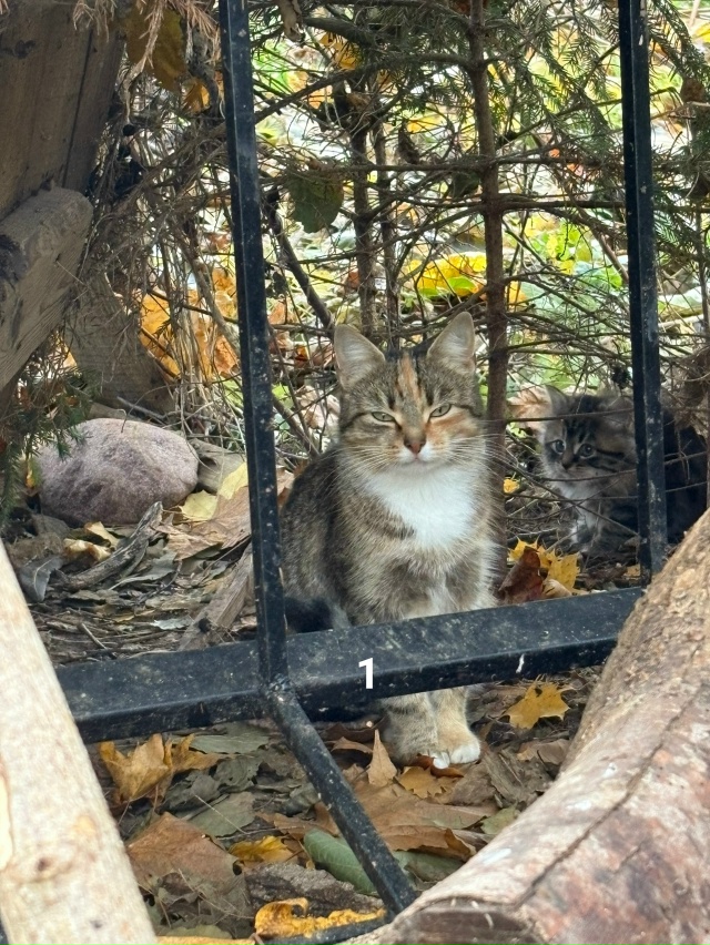 #ПотерялиНашлиПомогите
1 Остановились семьей в Скребл...
