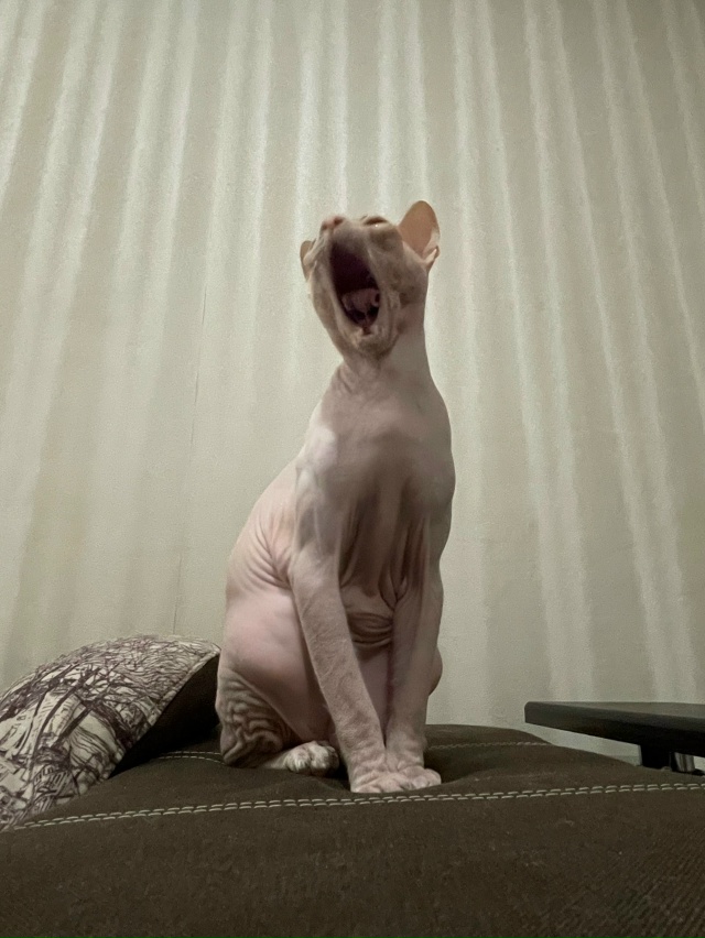 А это у нас Феникс, а так же Фенюша, Фенечка, Фенюшечка, ?...