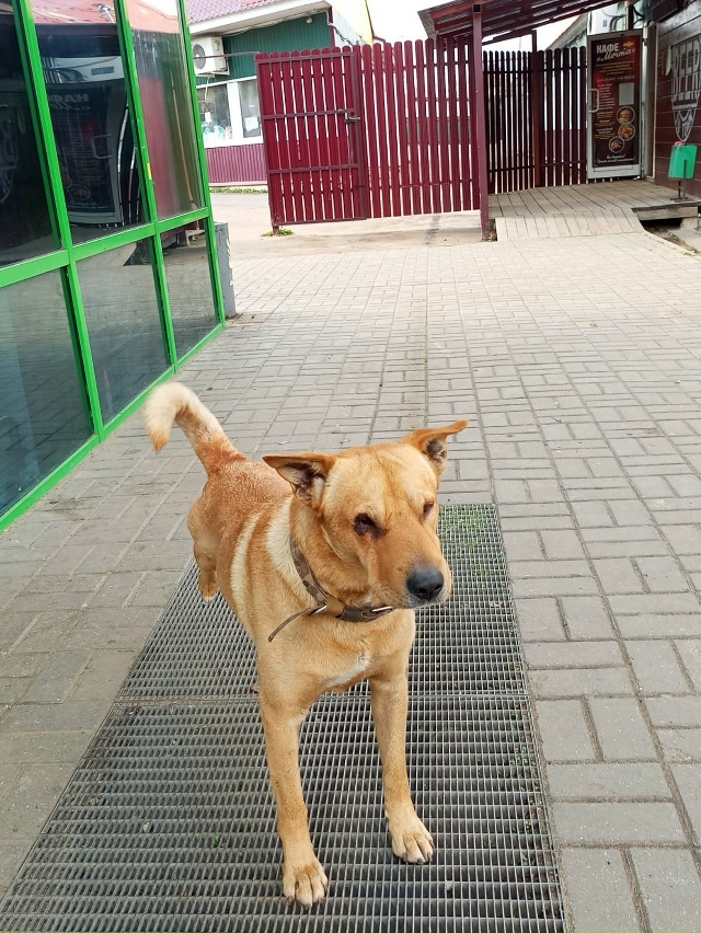 Пристраивается щенок. Кобель,4 месяца. Очень ласковый,м...