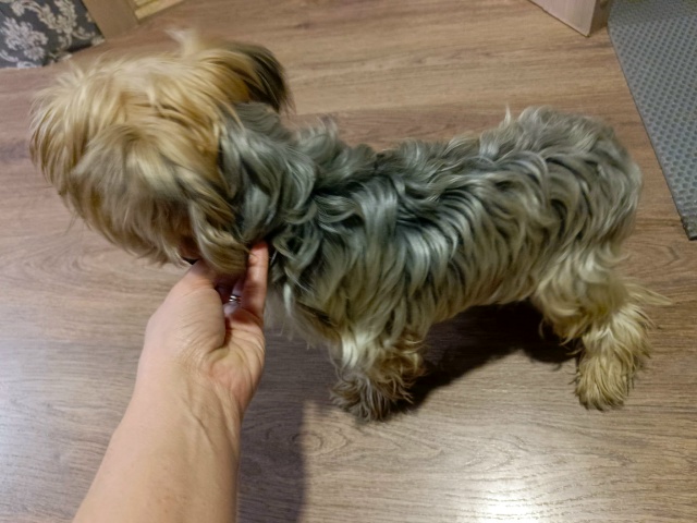 Нашлась собачка йоркширский терьер мальчик, находится...