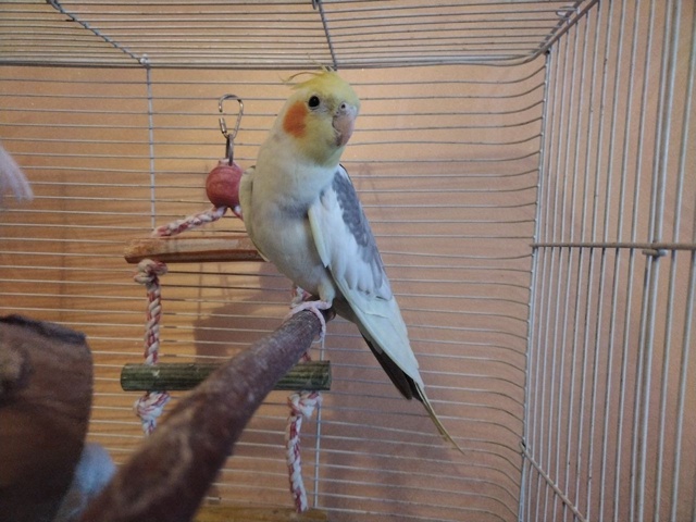 Улетел с балкона карелла, примерно в 11-12 часов дня, в ра?...