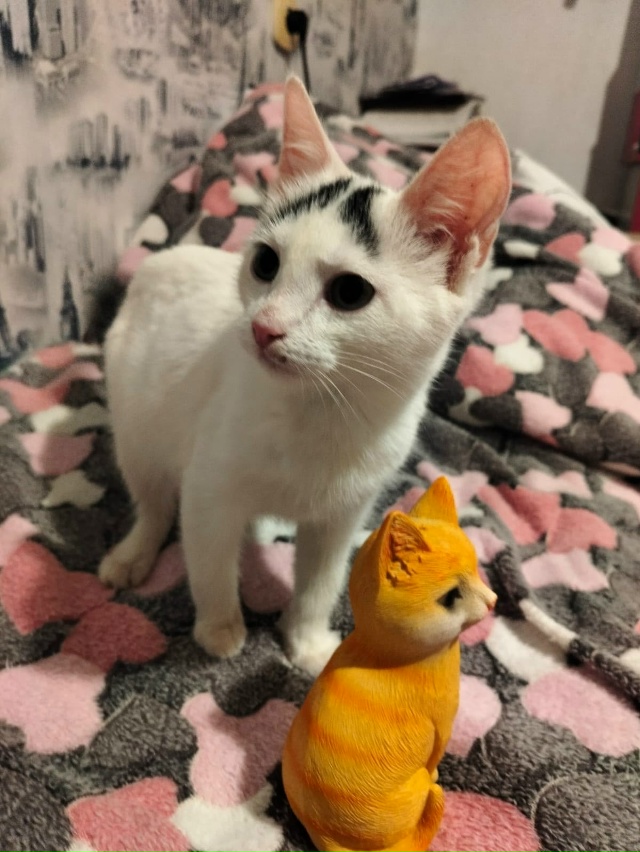 Лен., обл., г.Кировск
Малыш Беляш ищет дом, был найден в п...