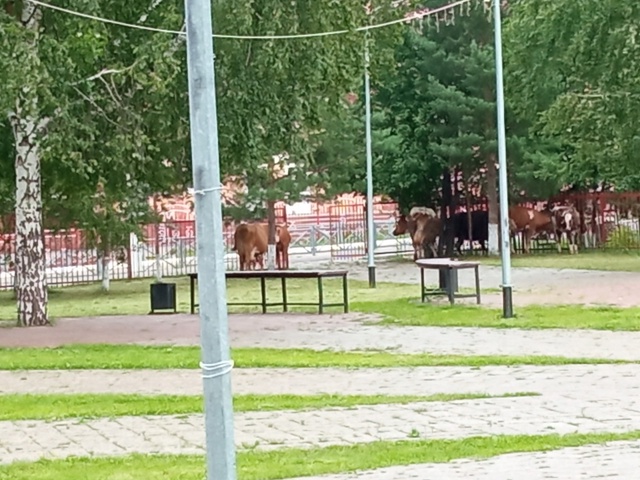 Чьи коровы снова по центру ходят? Все-таки детская площ...