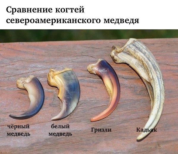 Сравнение когтей североамериканского медведя.