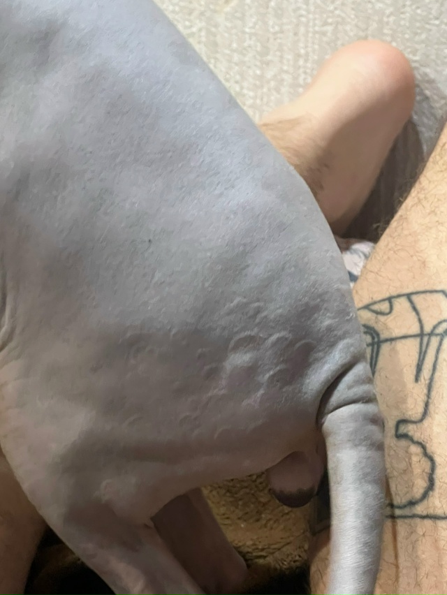 Всем привет от лыси попи!
Попи с недавних пор стала с у?...