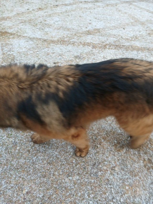 Сейчас на Городке пришёл пёс. Видно,что домашний