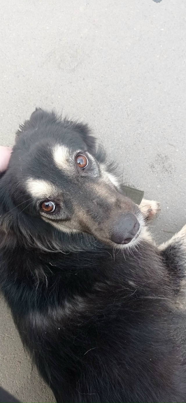 Кто потерял собаку, сейчас находится у красного белого...