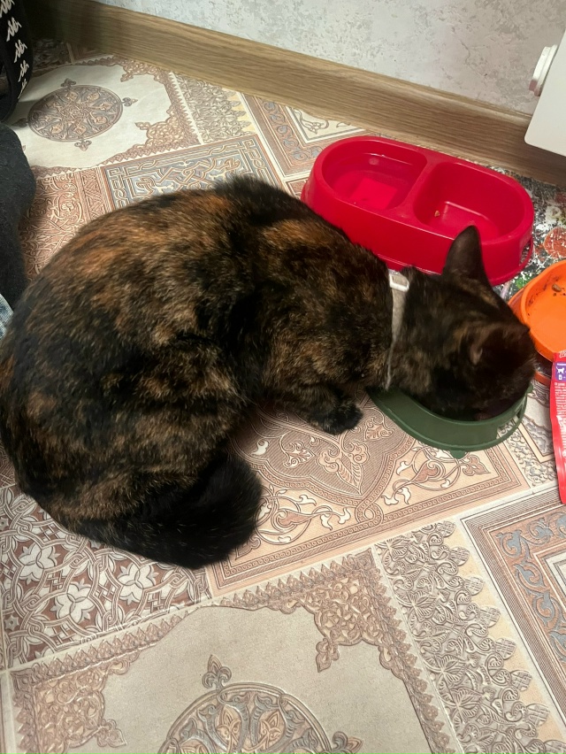 Найдена кошечка,в ошейнике