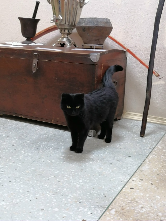 Мася - пушистый сотрудник дома культуры 