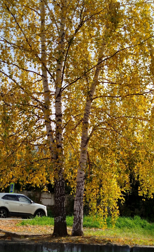В городских дворах🍂🍁🍂
Автор: Светлана Льдокова