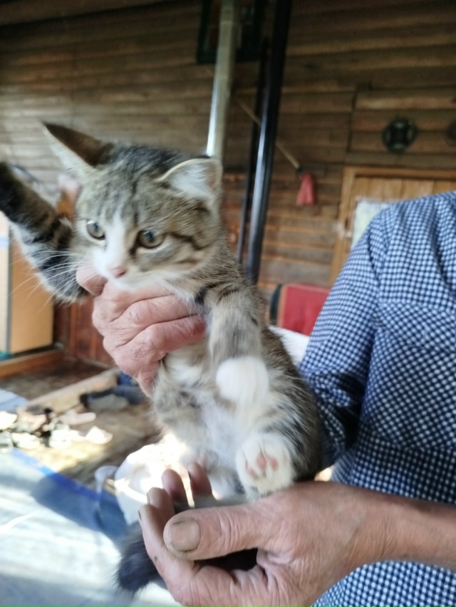 Админ! День добрый, спасибо за публикацию о котятах, се?...