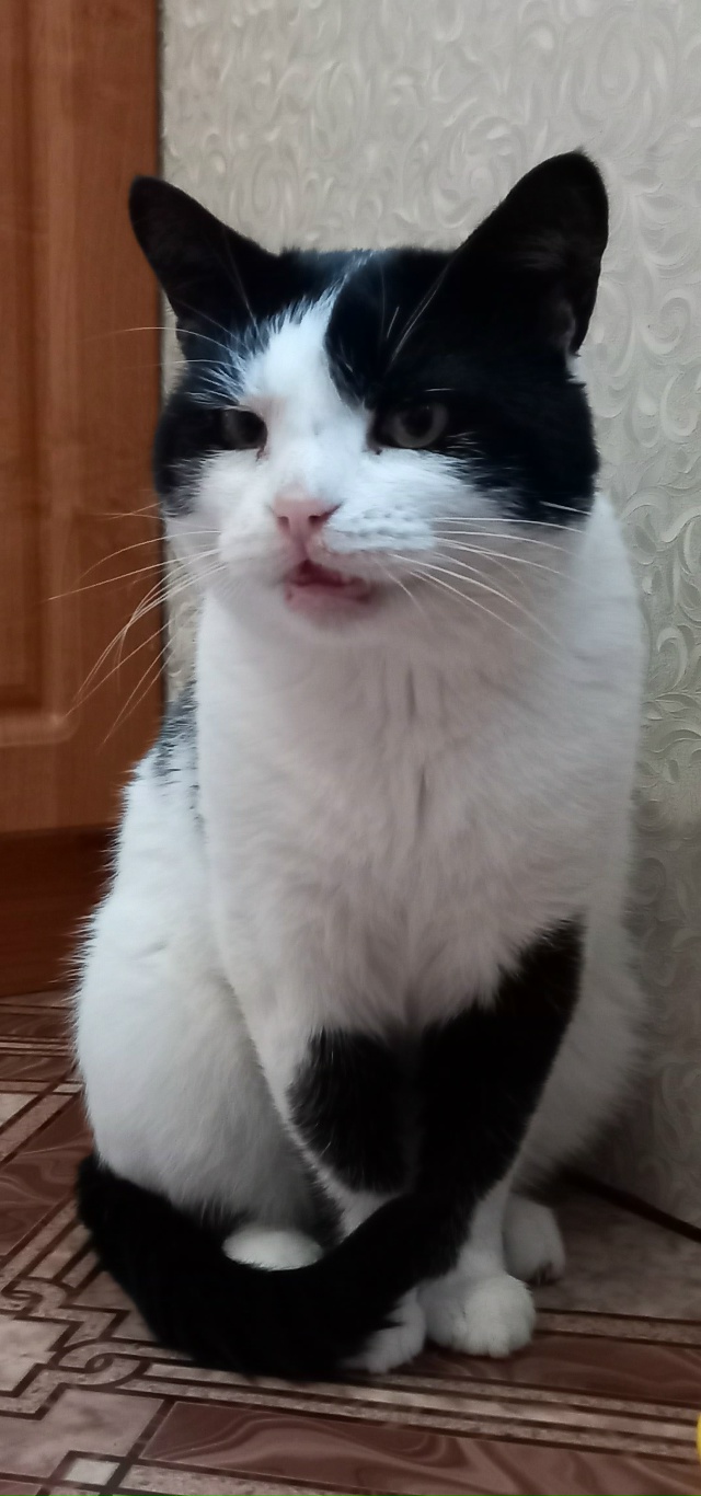 Пропал кот по кличке Мурзик.
За стадионом (Поле чудес)
Е...