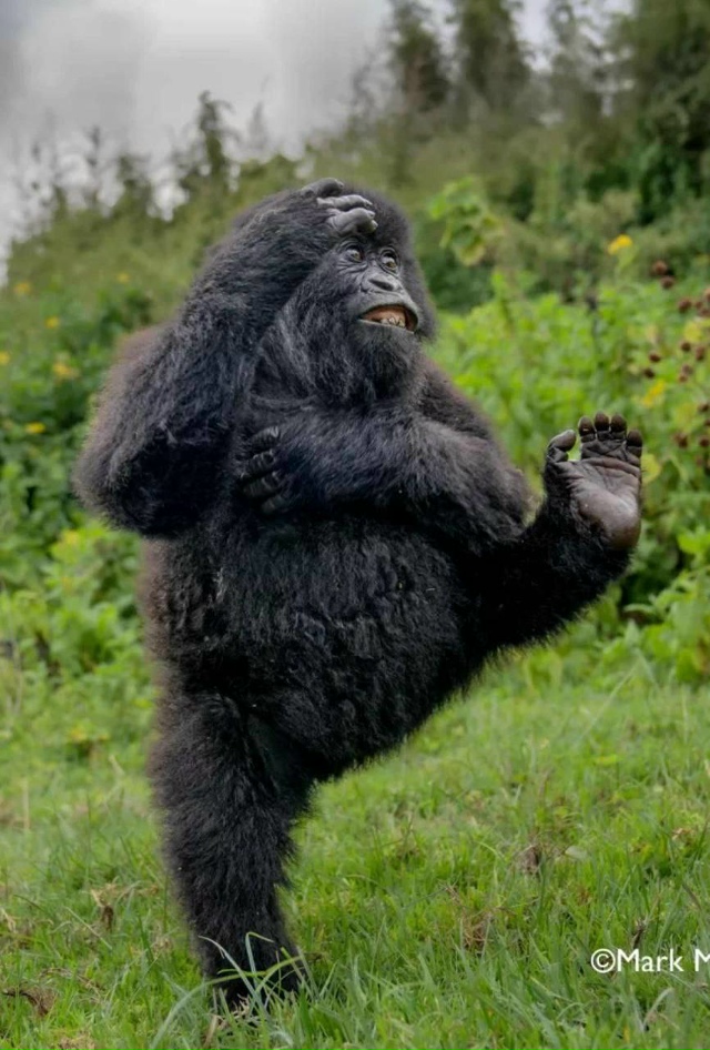 Подъехали финалисты фотоконкурса Nikon Comedy Wildlife Awards 2025 —...