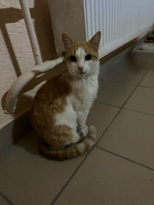 Помогите найти дом кошечке !По адресу ул.Байкальская 7А...