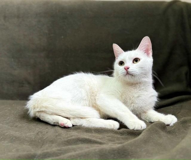 Г. Можайск, Г. Наро-Фоминск,МО
Рады Вам представить наши...