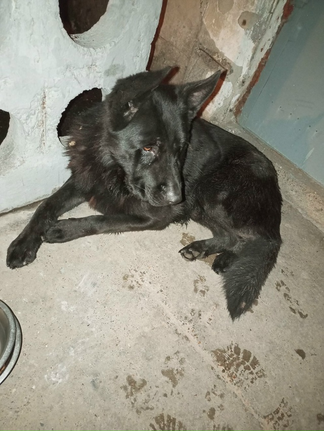 Здравствуйте!
За моим мужем увязался пёс.
Породой похо?...