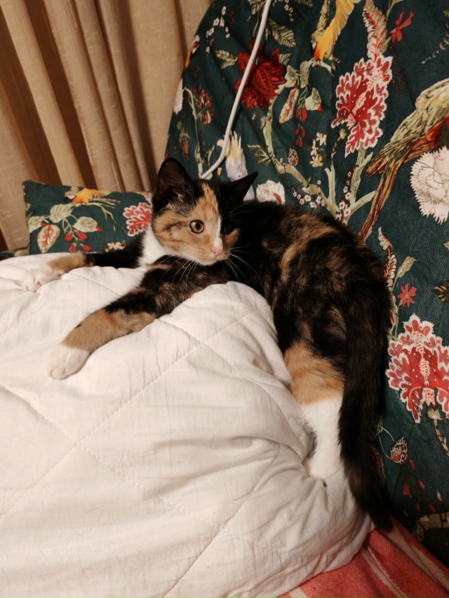 🙏Админ, напечатайте, пожалуйста, 🙏котята находятся в...