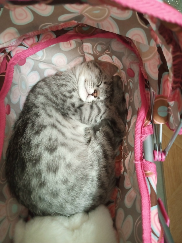 Анонимно. Отдам кошечку в добрые руки, ласковая игрива?...