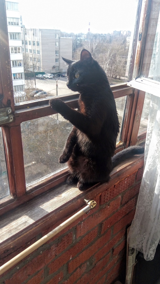 МОЙ КОТИК ГРИША ПАТРИОТ 🇷🇺